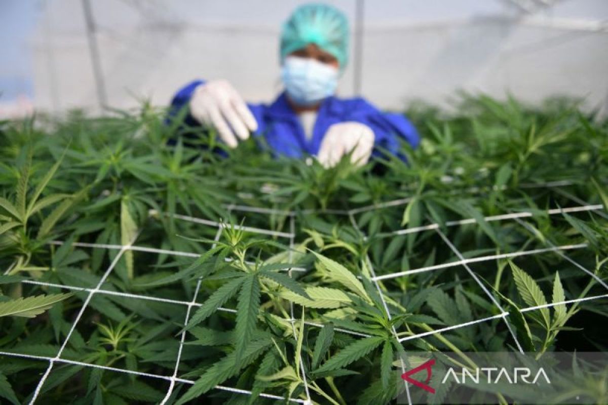 Aneh tapi nyata, konsumsi ganja naik karena legalisasi dan dampak pandemi