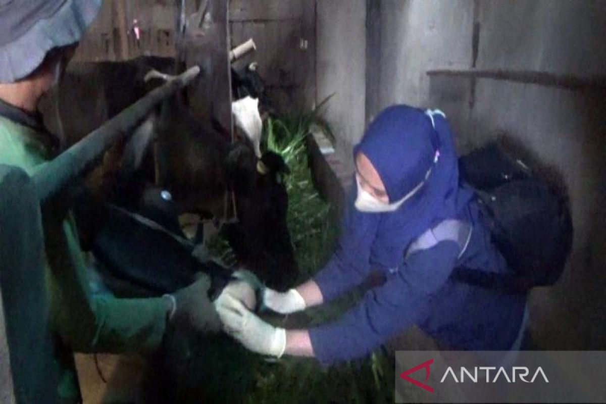 Boyolali mulai vaksinasi sapi perah di zona hijau PMK