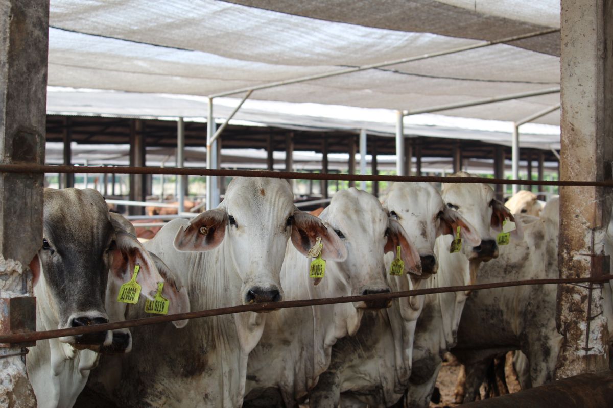 Lampung imbau masyarakat beli ternak dilengkapi SKKH