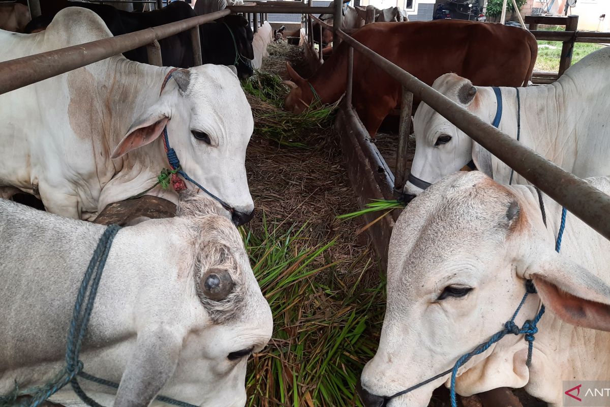Tingkat kesembuhan hewan PMK di Kabupaten Tangerang capai 80 persen