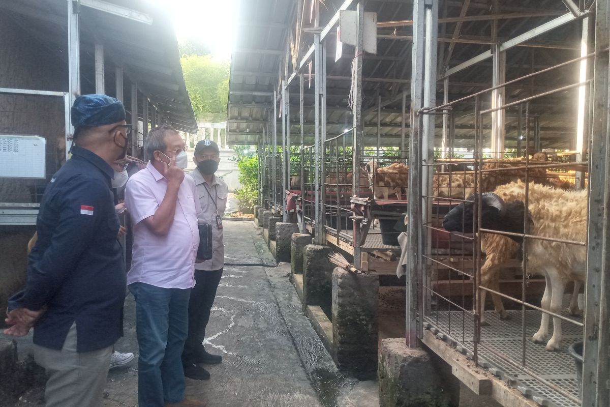 BI Banten dukung pengembangan ternak domba secara terintegrasi