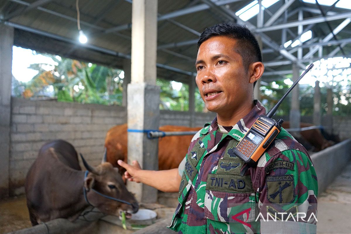 PMK tidak pengaruhi penjualan sapi kurban di Gorontalo