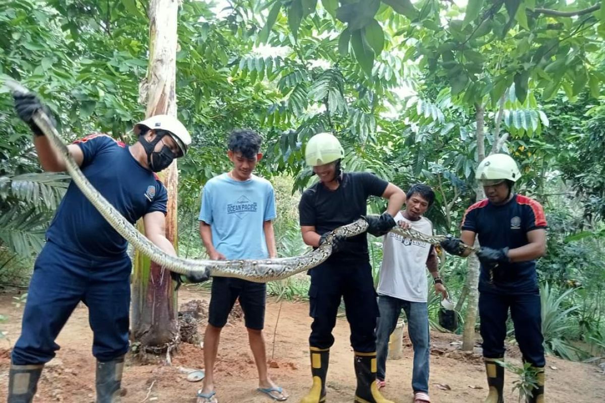 Tim Damkar evakuasi sanca dan kobra masuk pemukiman warga di Bintan