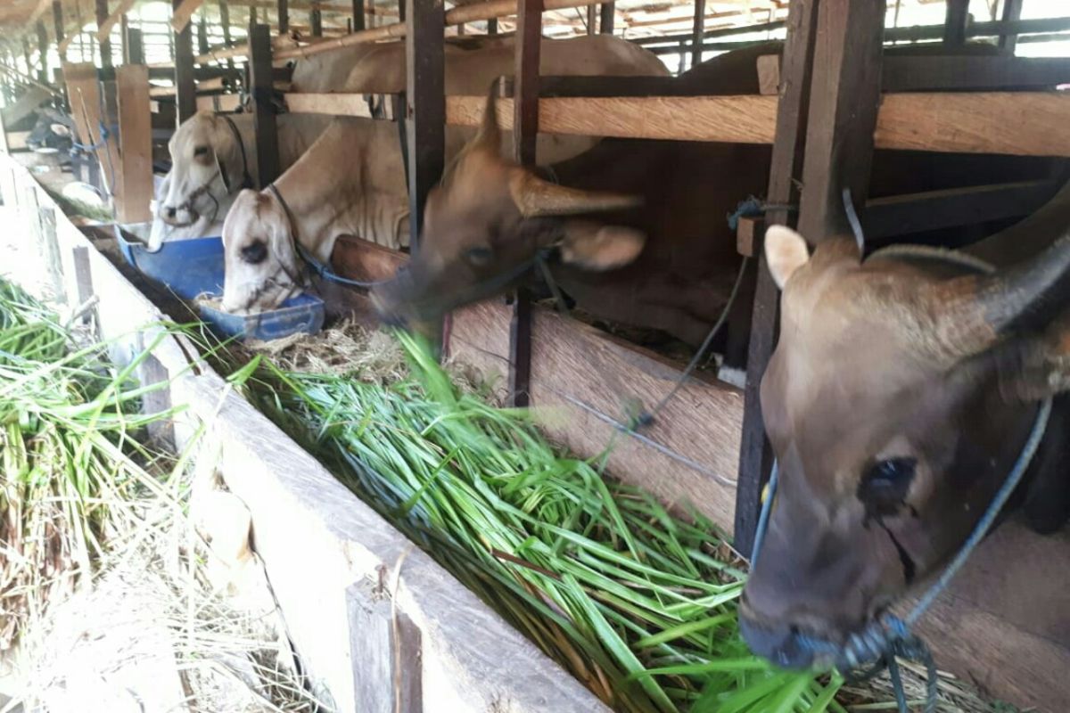 Harga sapi di Kabupaten PPU antara Rp17-100 juta