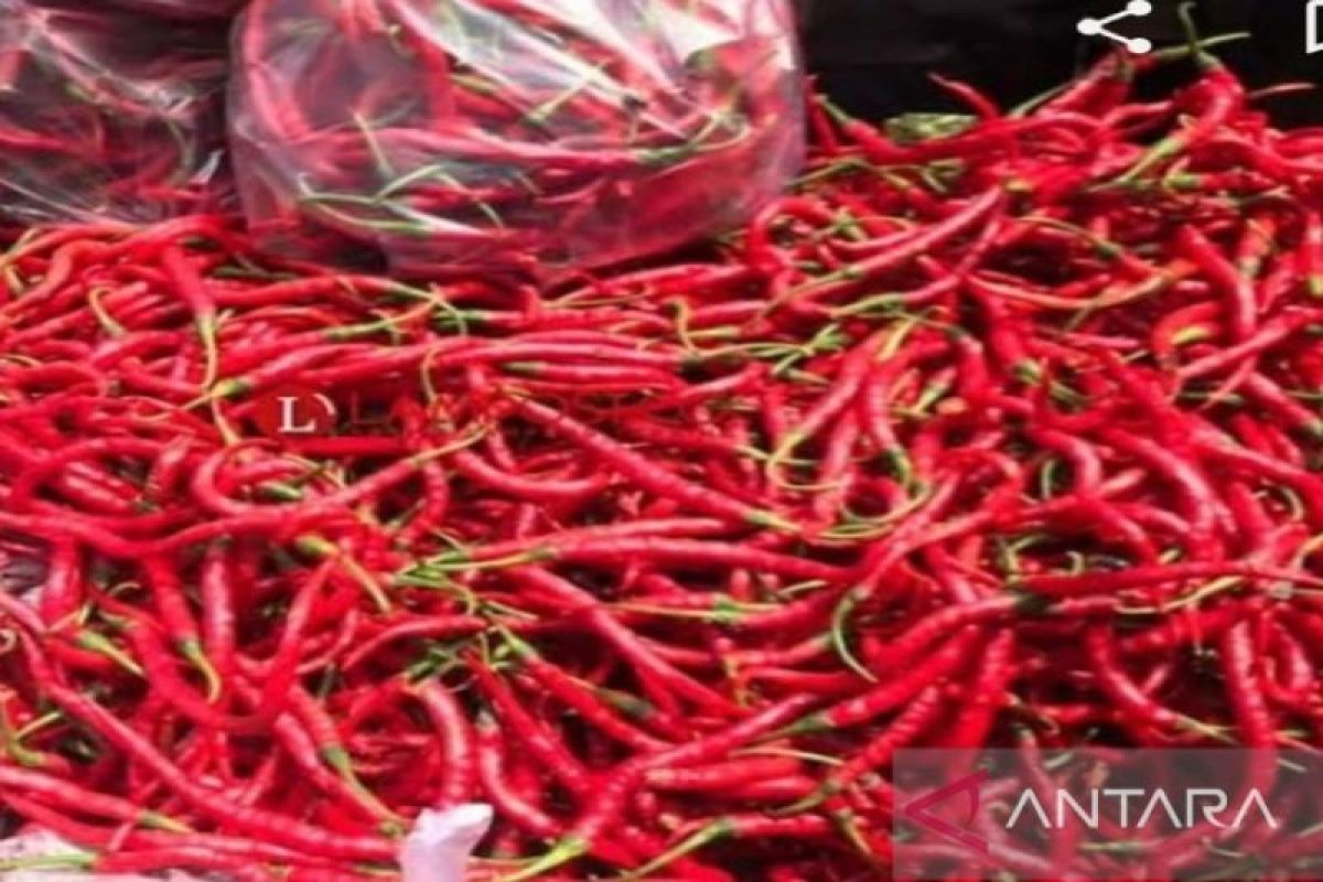 Harga cabai merah di tiga pasar tradisional Tebing Tinggi bervariasi