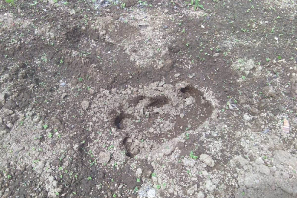 Seekor tapir muncul ke pemukiman warga Matur Agam