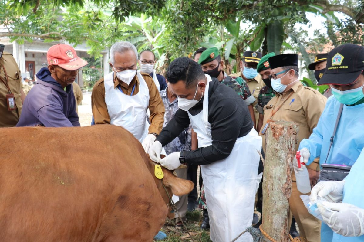 Dapatkan jatah 3.000 dosis, Gresik mulai vaksinasi ternak untuk cegah PMK