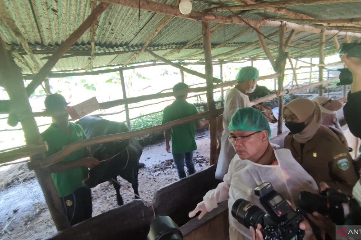 Vaksinasi ternak sapi di Sumsel ditargetkan rampung 2 Juli 2022