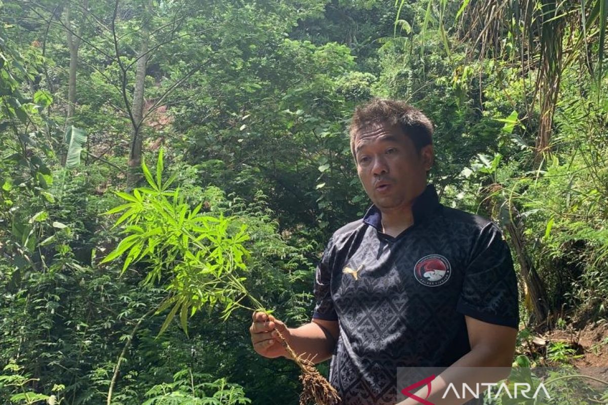 Polisi temukan ladang ganja di selatan Cianjur