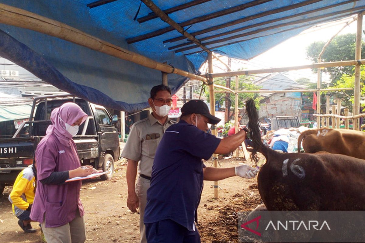 Tiga sapi suspek PMK dari Bima sudah sembuh setelah karantina di Jakut