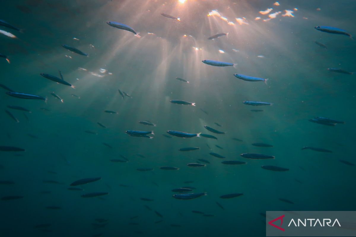 Cara nelayan Natuna memburu ikan