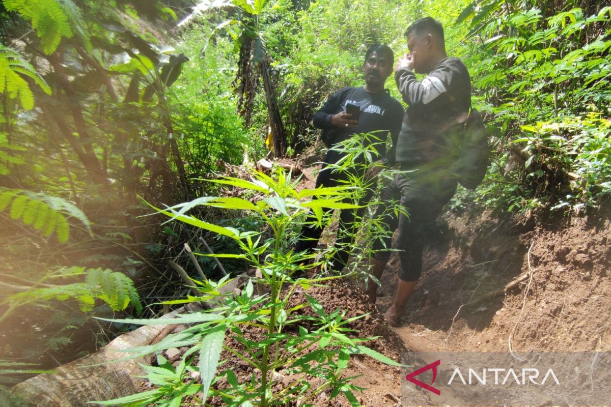 Wow, Polisi temukan 10 hektare ladang ganja siap panen di Cianjur