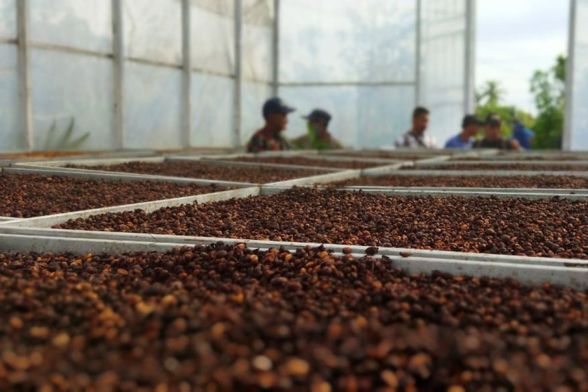 PLN Kalbar bantu petani kopi Sukadana tingkatkan nilai jual