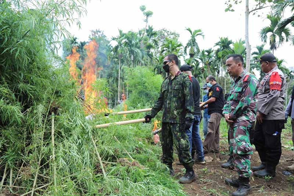 BNN musnahkan enam hektare ladang ganja di Aceh Utara