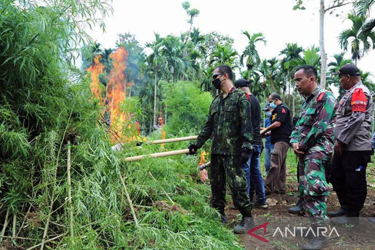 BNN musnahkan ladang ganja seluas enam hektare di Aceh Utara