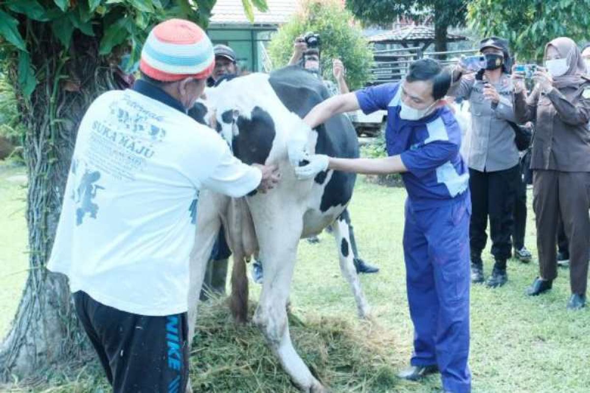 Magelang mulai vaksinasi hewan ternak