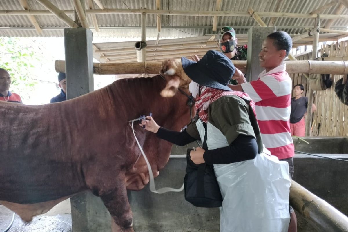 Tiga ribu sapi di Banyuwangi sudah divaksin PMK