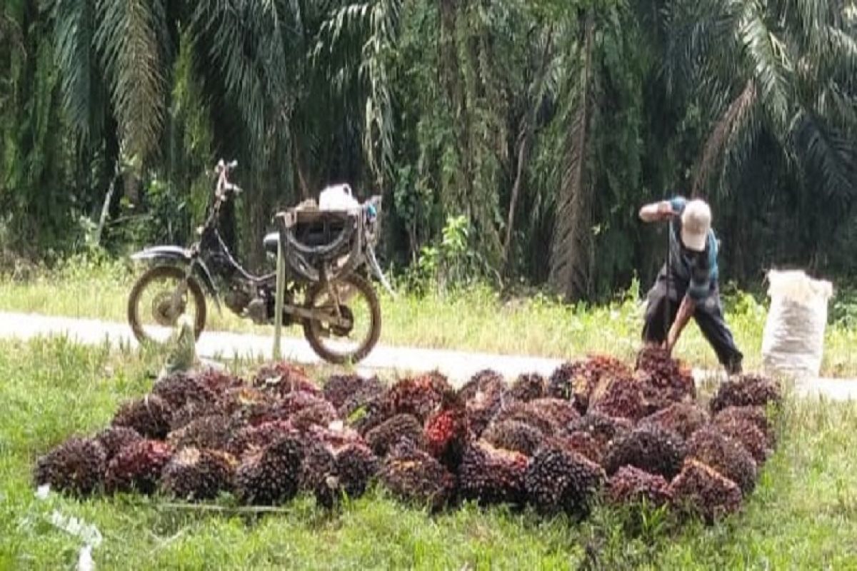 Harga sawit di Aceh Tamiang anjlok Rp700/kg, petani tidak menyangka