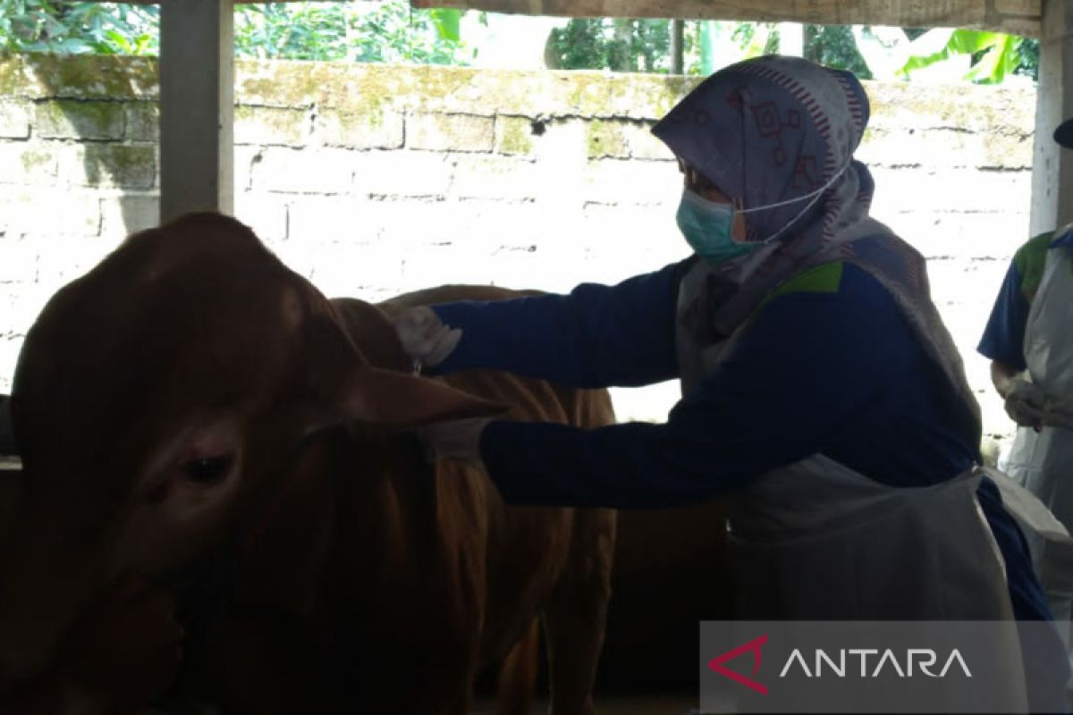 Klaten District distributes 2,200 doses of FMD vaccine