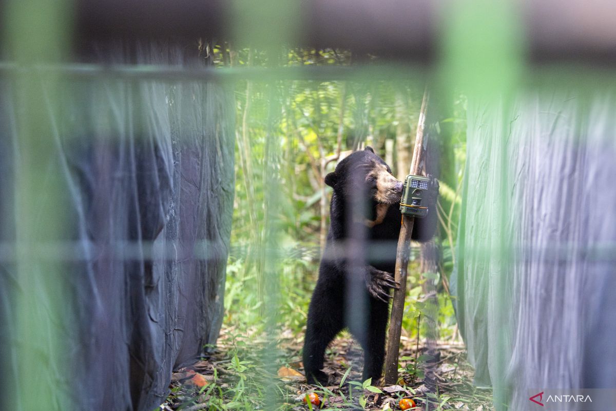 BBKSDA Riau evakuasi beruang yang berkeliaran di pemukiman