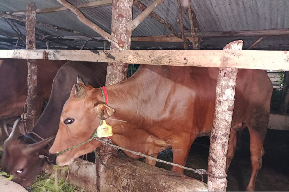 Pemkab Bangka Tengah berikan suntik vaksin PMK