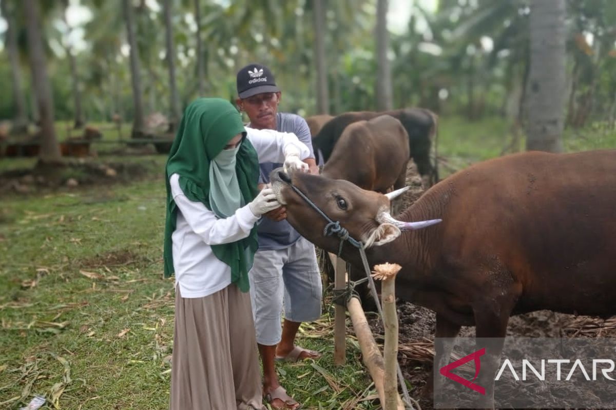 Disnakkeswan Gorontalo Utara belum temukan  virus PMK pada ternak sapi