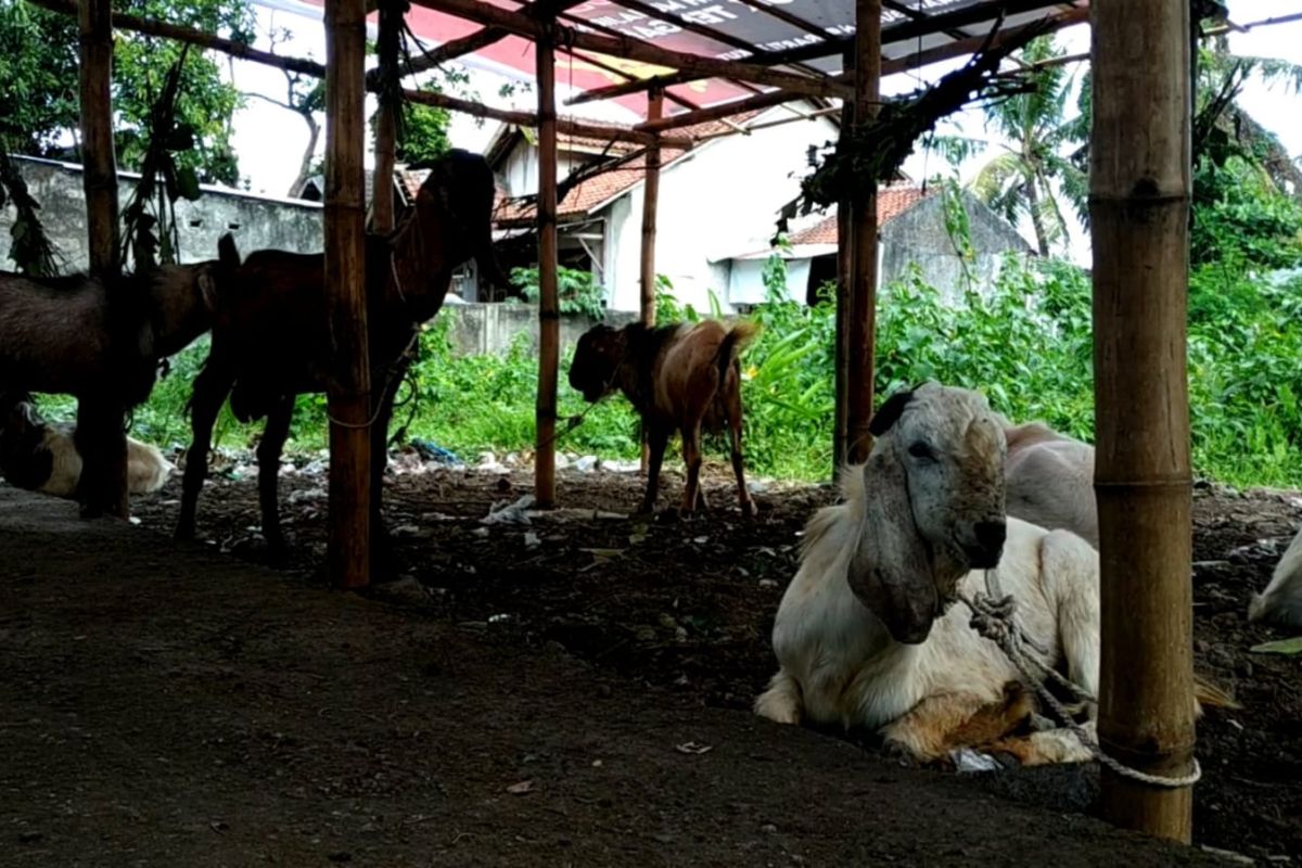 Ini harga hewan kurban di Lombok Tengah menjelang Idul Adha
