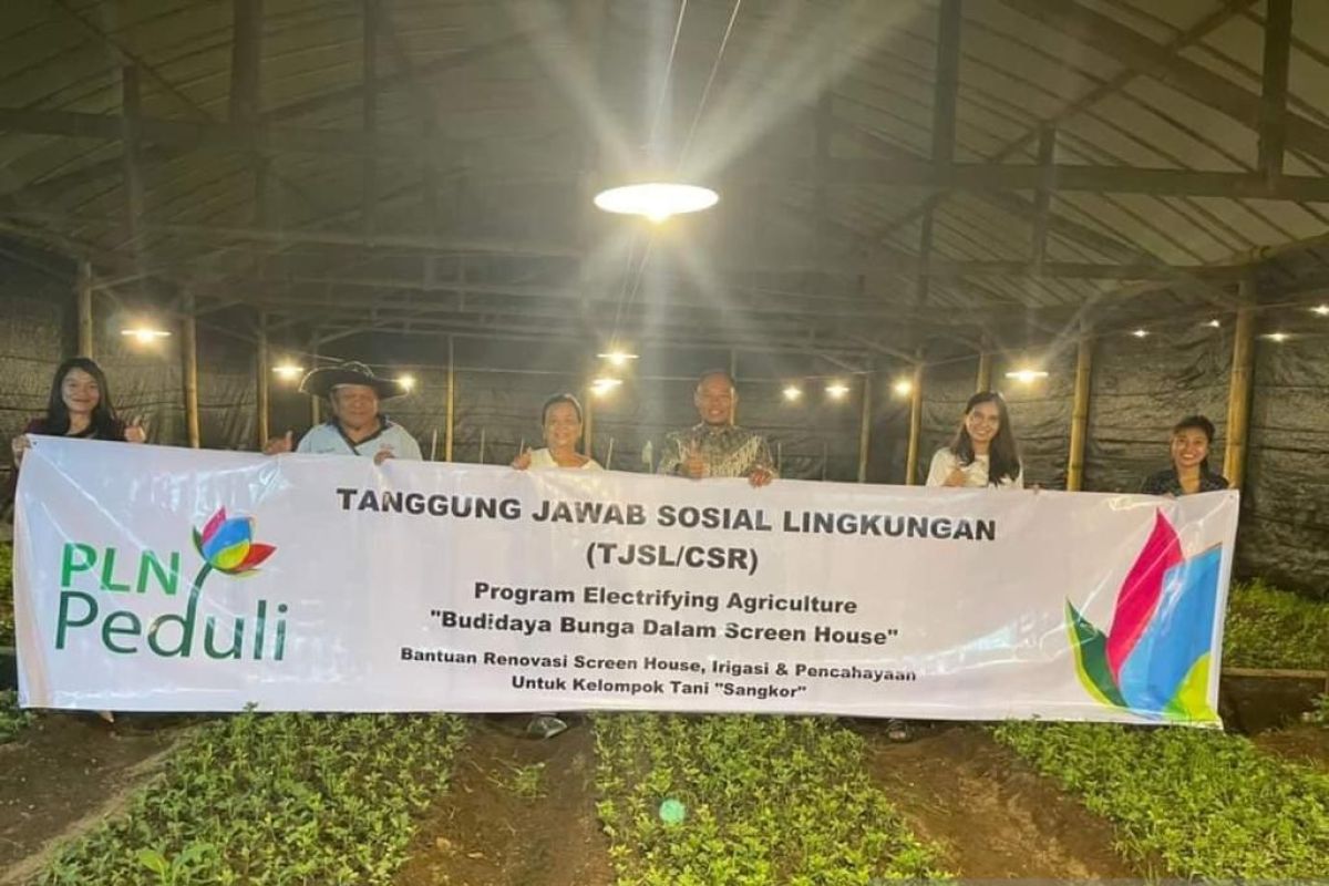 PLN kerja sama petani kembangkan bunga krisan gunakan listrik