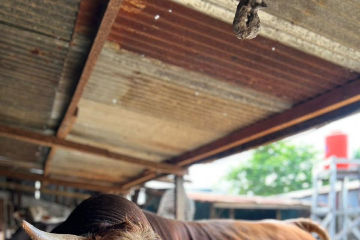 Presiden Jokowi kurban sapi di Papua dengan berat 822 kilo gram