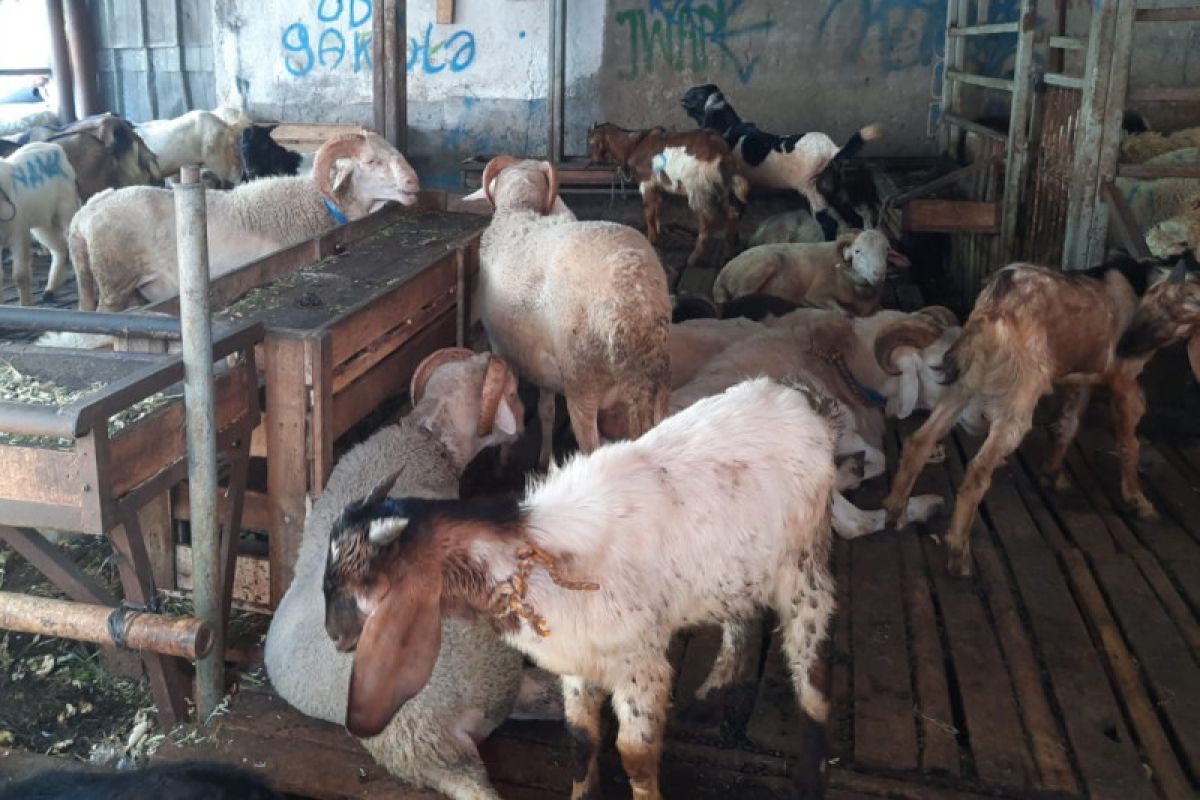 Pemkot Jakpus pastikan hewan kurban di Pasar Kambing bebas PMK