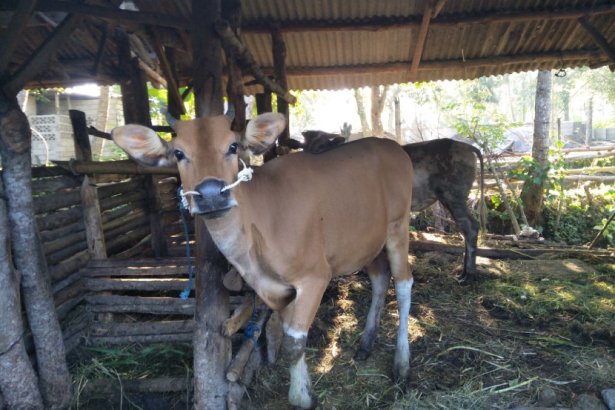 MUI Lombok Tengah meminta warga pastikan hewan kurban sehat