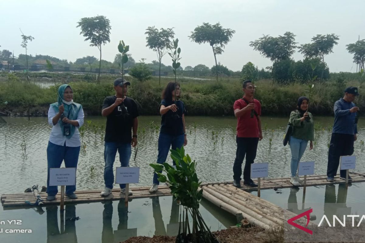 Bantu Wujudkan Indonesia Hijau, PNM Tanam 15.000 Mangrove di Ketapang Tangerang