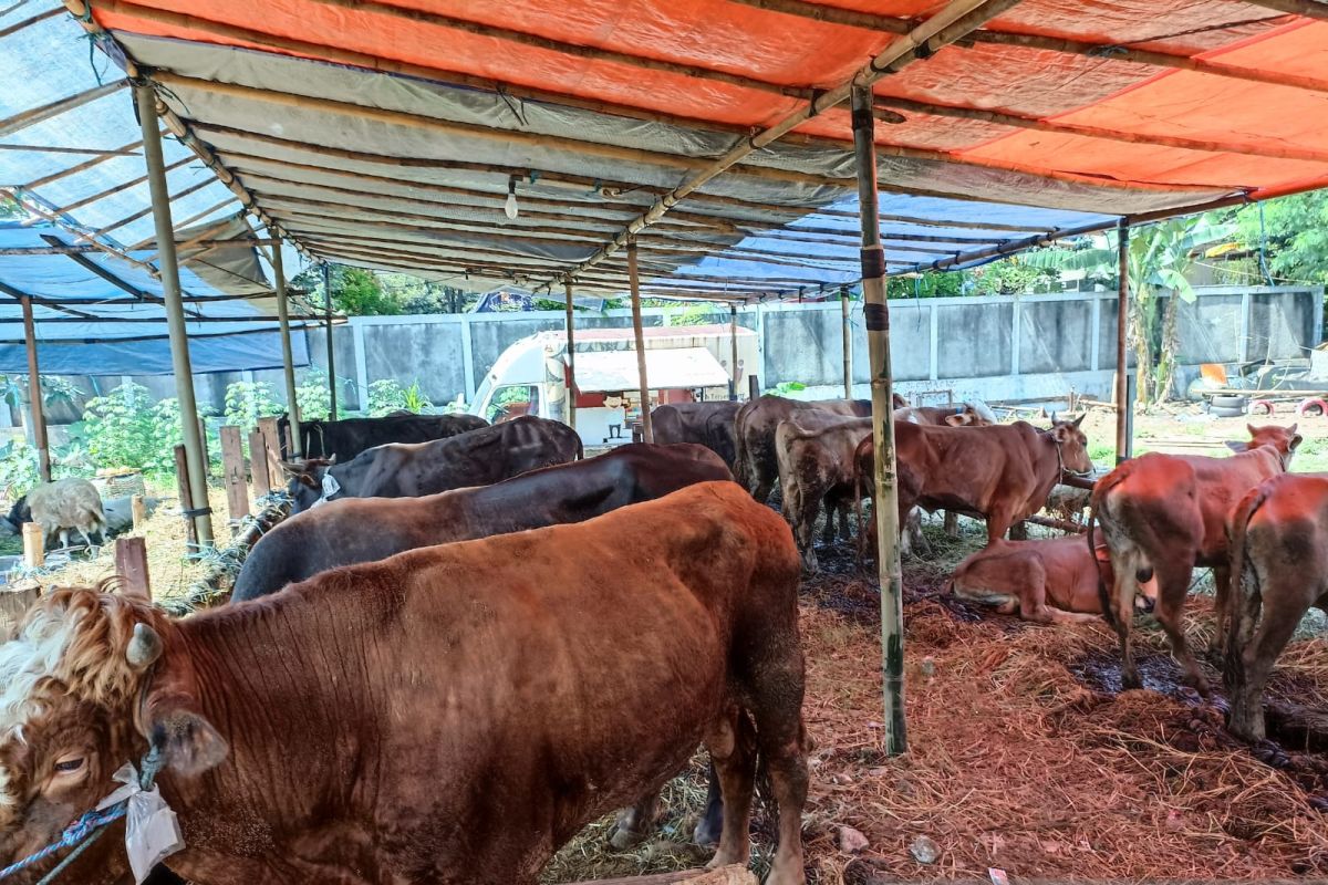 55 sapi Bali terjangkit PMK telah dimusnahkan