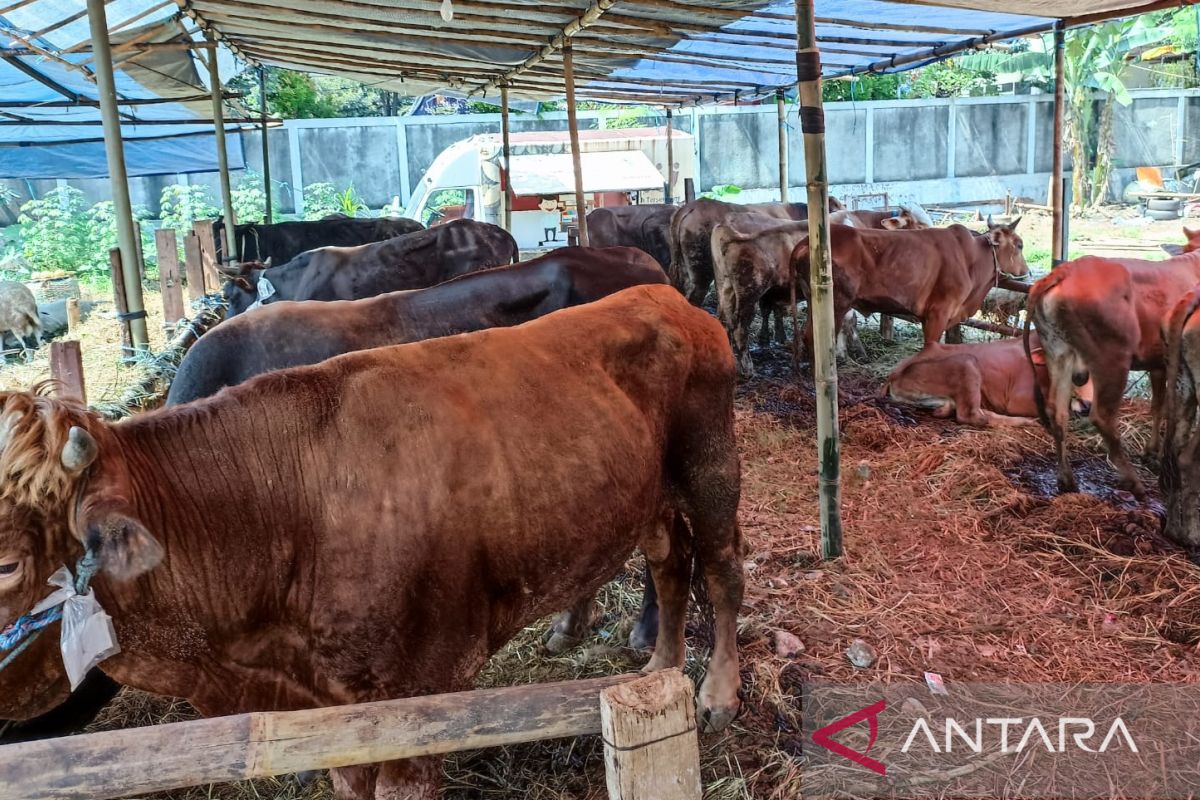 Pedagang di Jaktim sebut PMK tidak pengaruhi penjualan hewan kurban