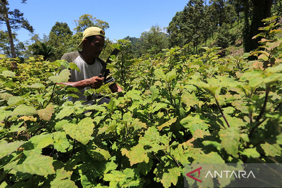 Menperin tawarkan insentif guna tarik investasi industri atsiri