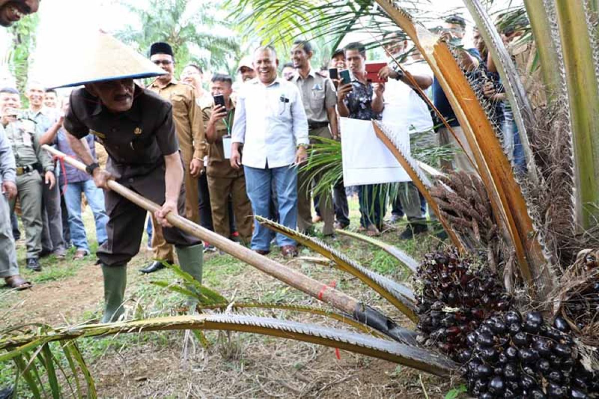 4.975 hektare kebun sawit di Aceh Utara butuh peremajaan