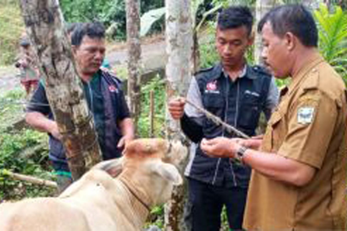 West Sumatra: Padang Pariaman, Agam districts start FMD vaccinations