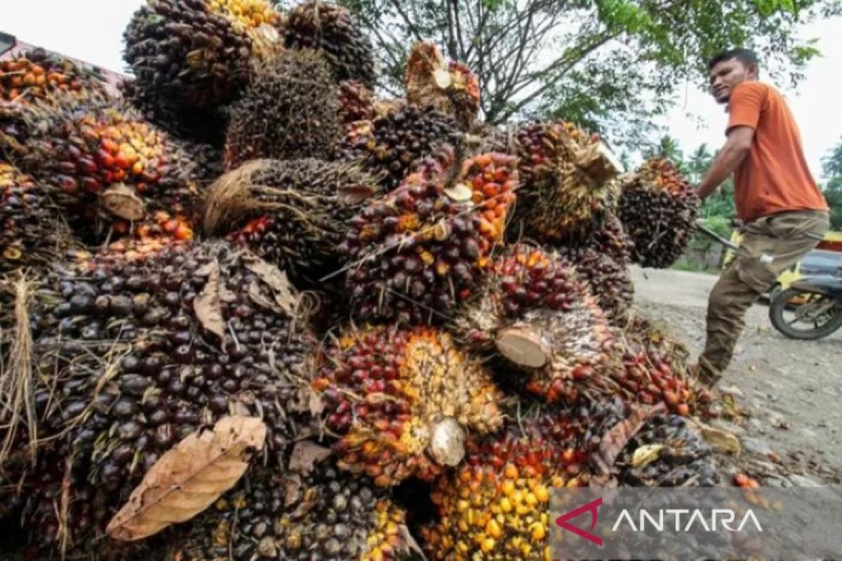 Harga sawit di Aceh Utara naik jadi Rp1.550 per kilogram