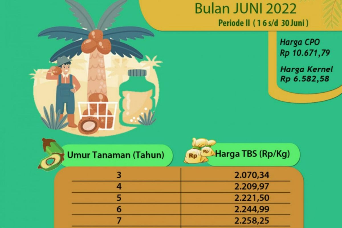 Harga TBS Kaltim turun jadi Rp2.349,28