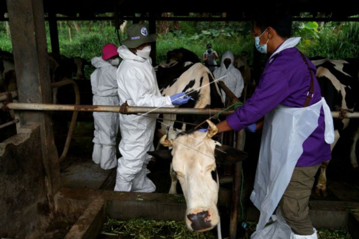 Pemkab Gunungkidul mendapatkan bantuan 31 ribu dosis vaksin PMK