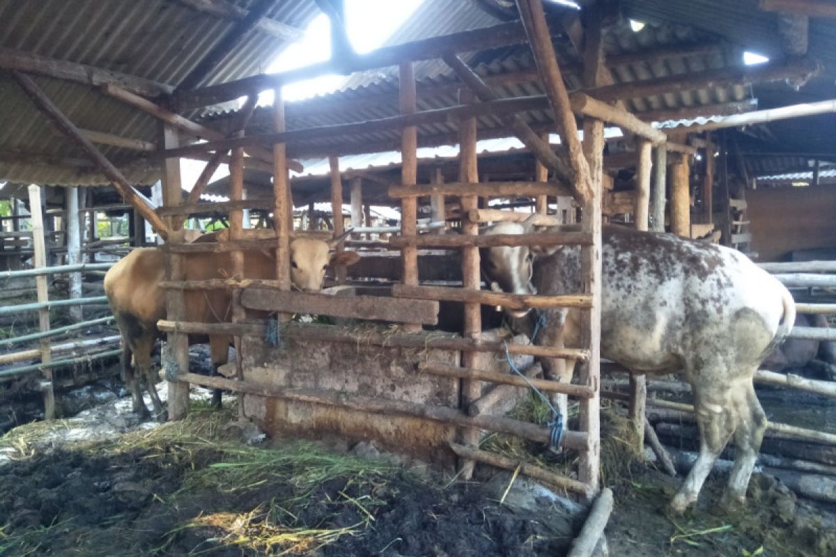Kesehatan hewan kurban di Lombok Tengah mulai dicek