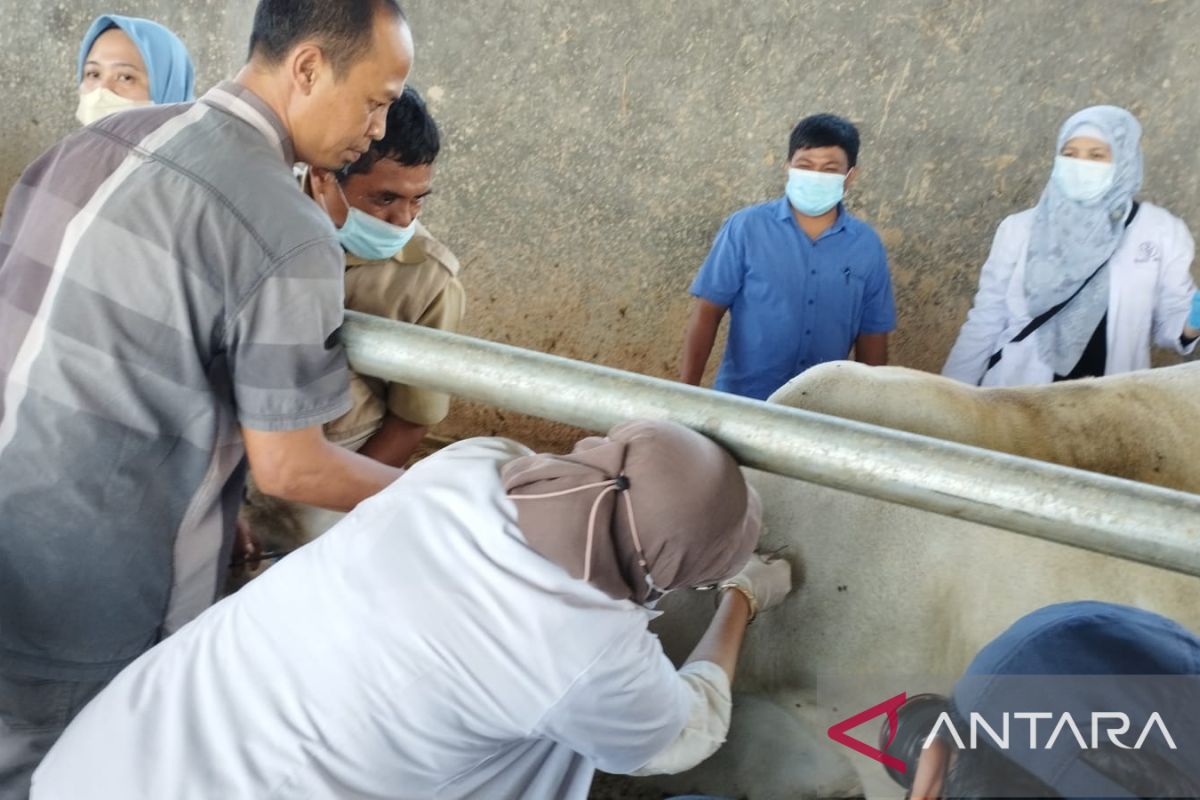 DKPP Kota Bogor kejar targetkan vaksinasi 900 sapi sehat cegah PMK