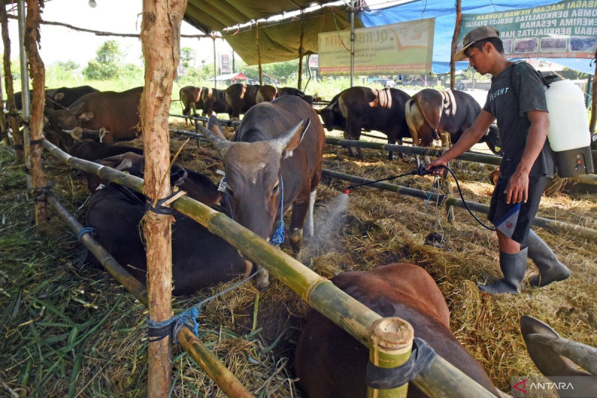 Hoaks! Kasus COVID-19 sengaja dinaikkan menjelang Idul Adha