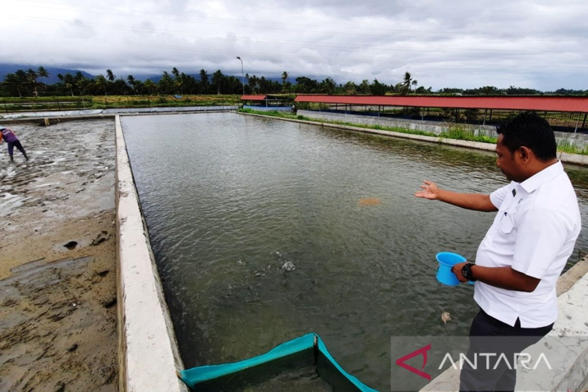 Pemkab Padang Pariaman sediakan 200 ribu bibit ikan sepanjang tahun untuk masyarakat