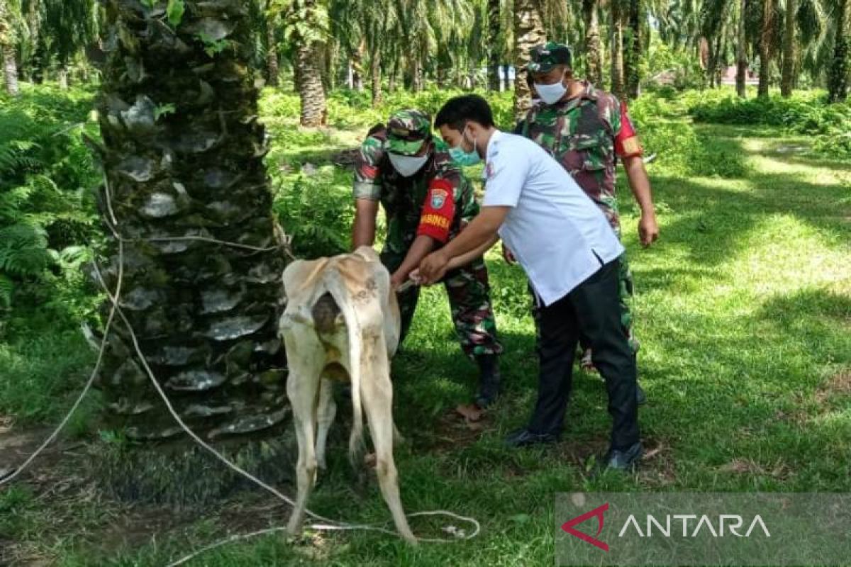 Cegah PMK, Kodim 0116 Nagan Raya kerahkan Babinsa bantu pengobatan ternak warga