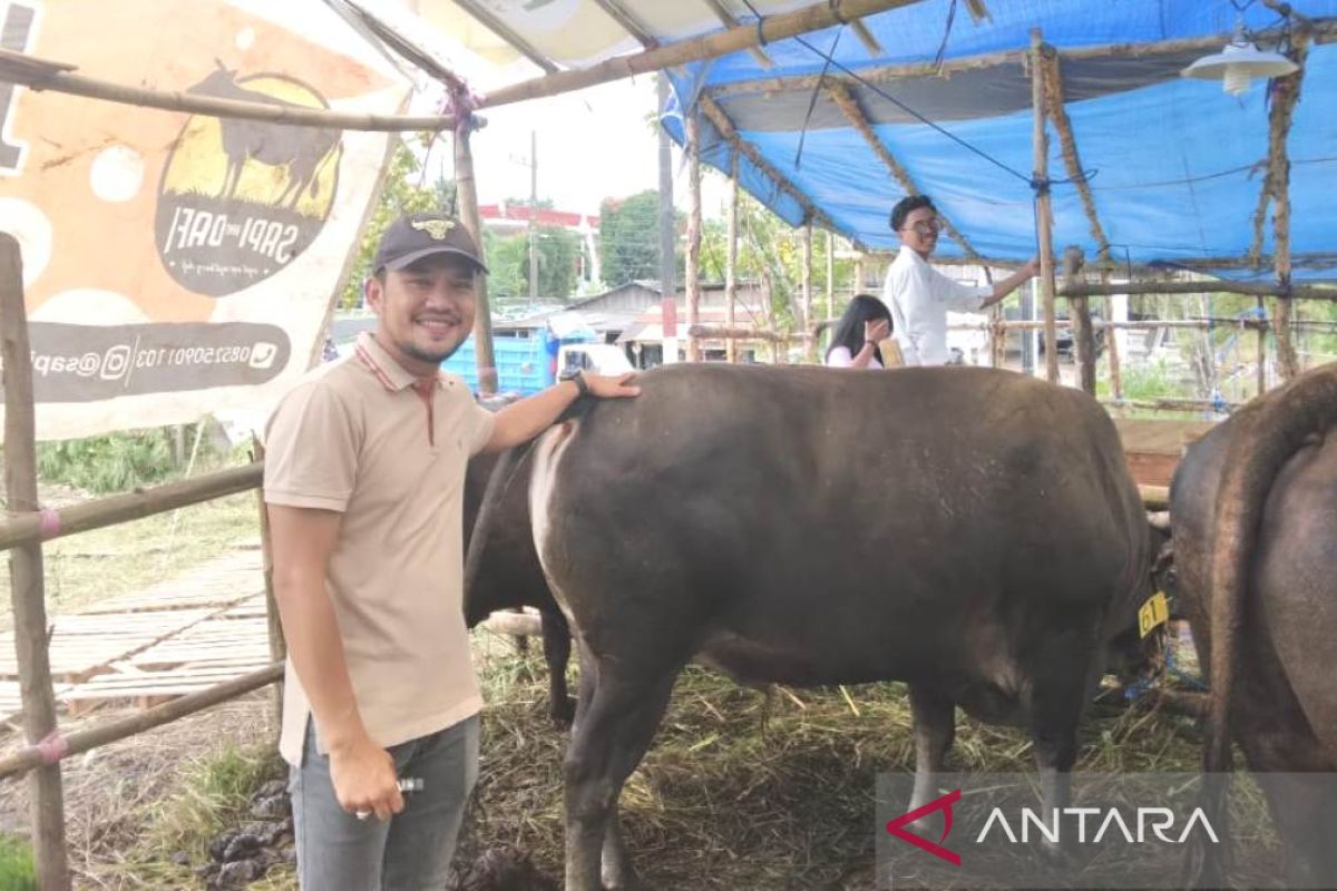 Wabah PMK menguntungkan bagi pedagang sapi kurban lokal