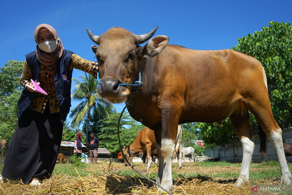 Bupati Gorontalo memastikan kesehatan hewan kurban