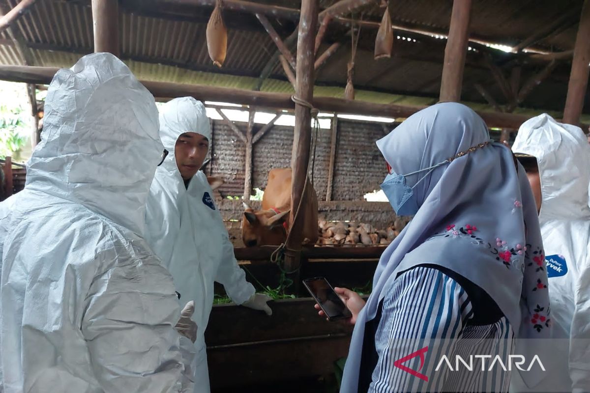 Kasus suspek PMK di Bangka bertambah 118 sapi