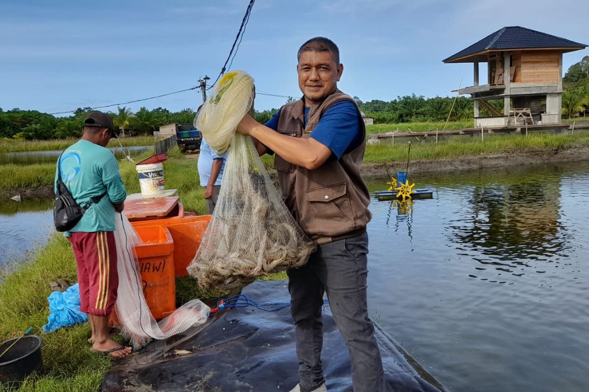 Produksi udang vaname di Aceh Jaya lebihi target