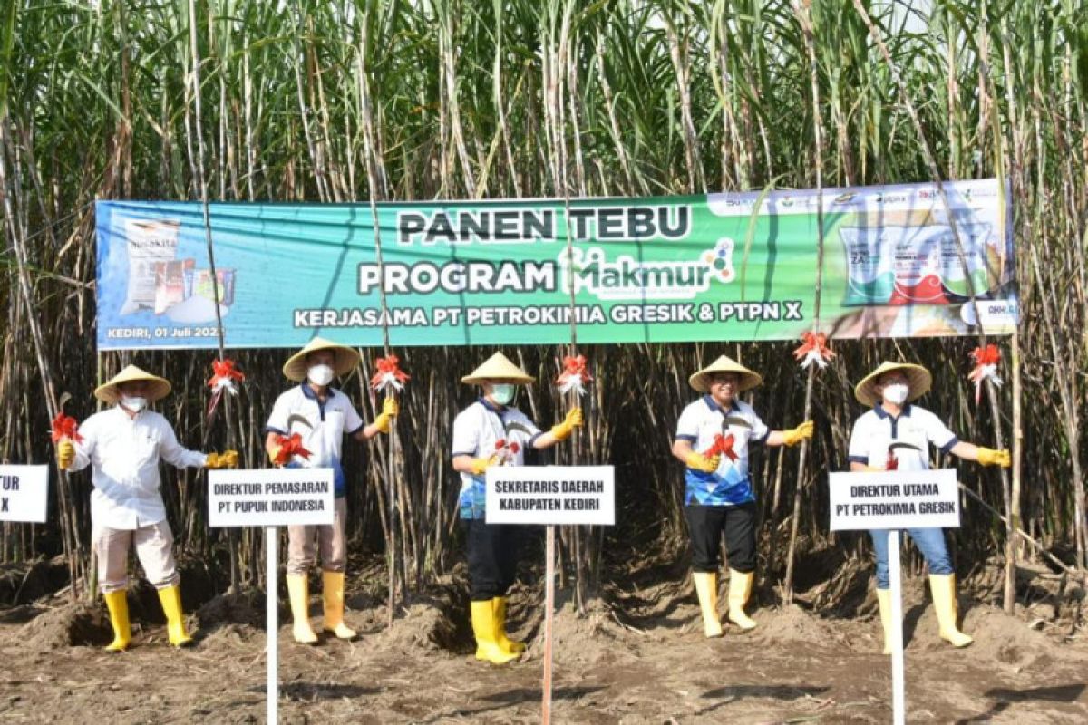 Program Makmur tingkatkan produktivitas dan pendapatan petani tebu